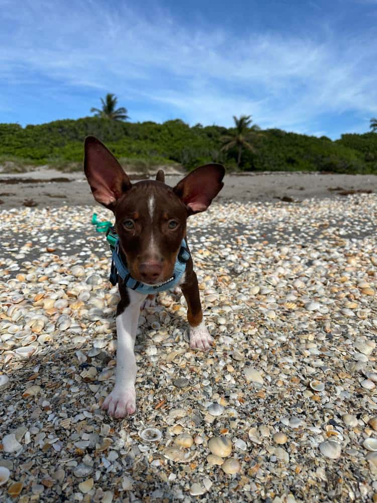 Testimonial - Rat Terrier - Jacki P.